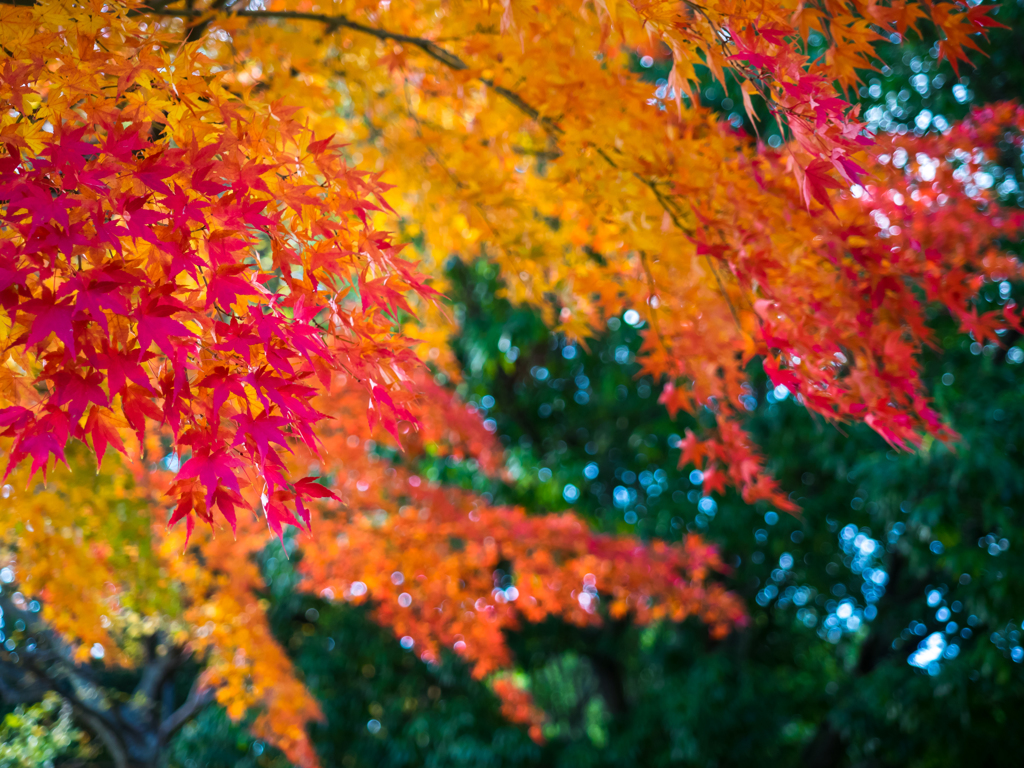 COLORS