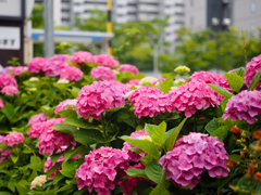 路地の紫陽花たち