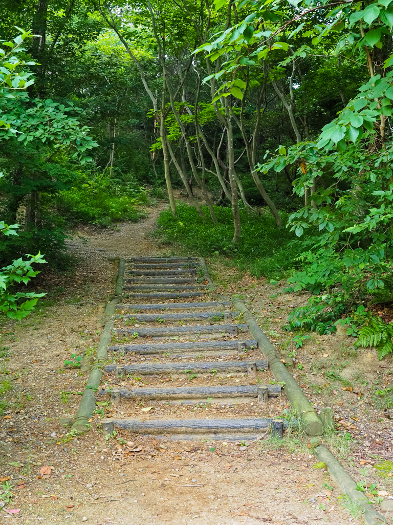 森へと続く道