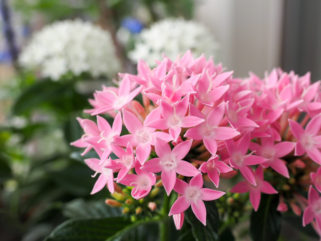 五芒星