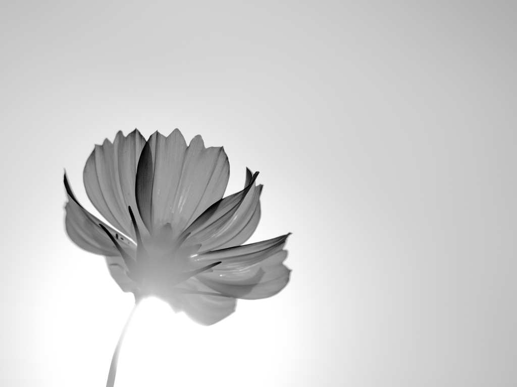 cosmos