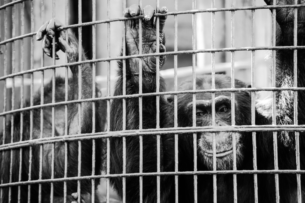 野毛山動物園