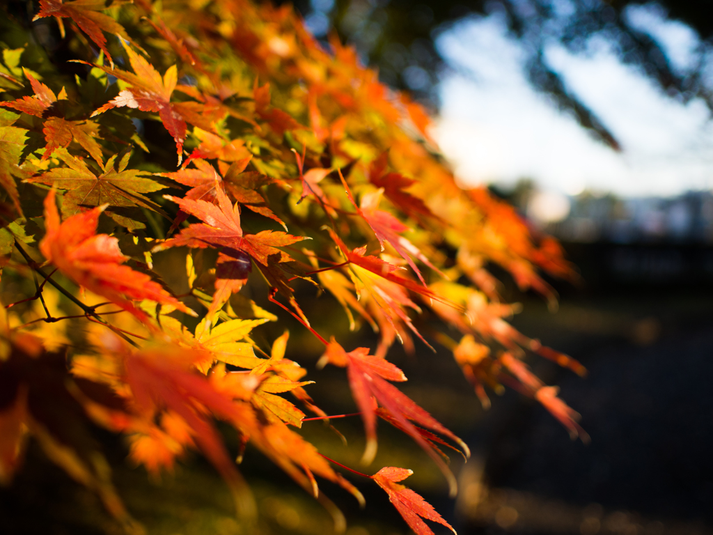 栃木県中央公園