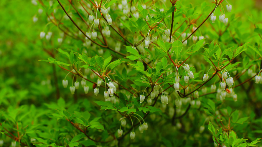 植物_3