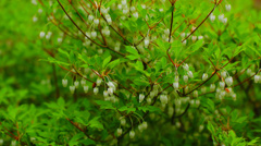 植物_3