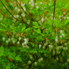 植物_3