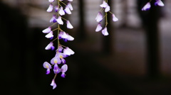 藤の花