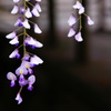 藤の花