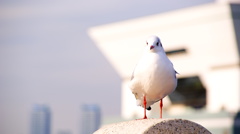 たたずむ鳥