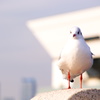 たたずむ鳥