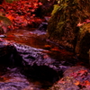 紅葉_2