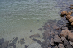 佐久島