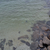 佐久島