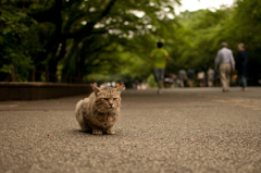 上野にいた猫