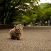 上野にいた猫