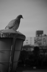 佇む