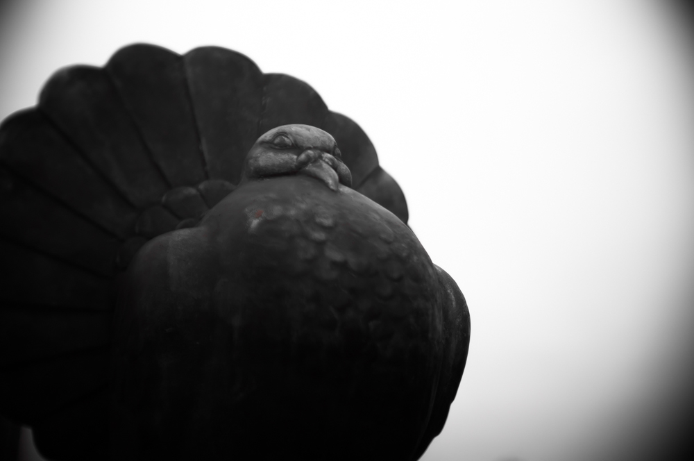 鳩