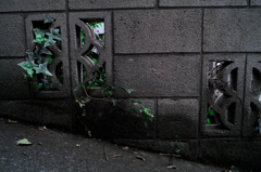 滲み出る生命力 滲み出る生命力