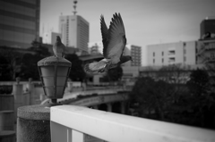 羽ばたく
