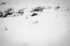雪原っぽいところ