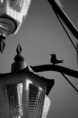 小鳥 on Streetlamp