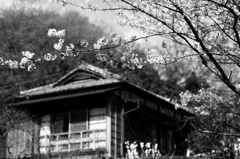 桜の家
