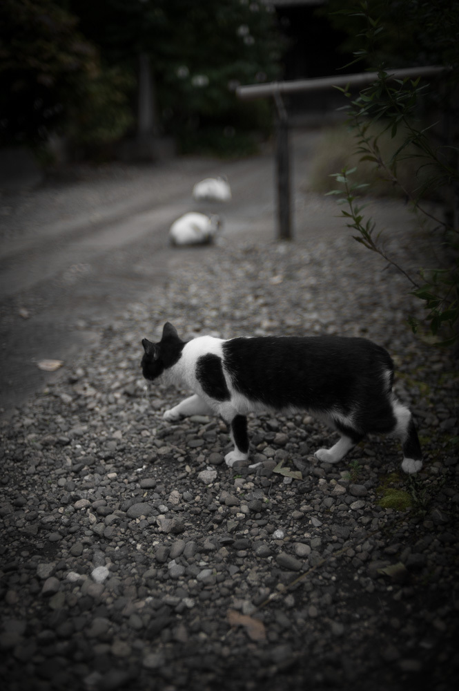 護国寺の招き猫