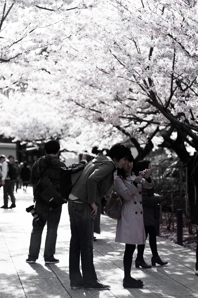 桜の下