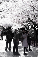 桜の下