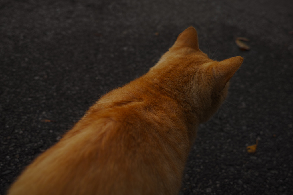 猫背