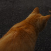 猫背
