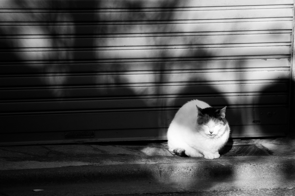 居眠猫