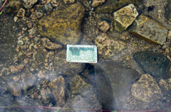 何か見つけたよ