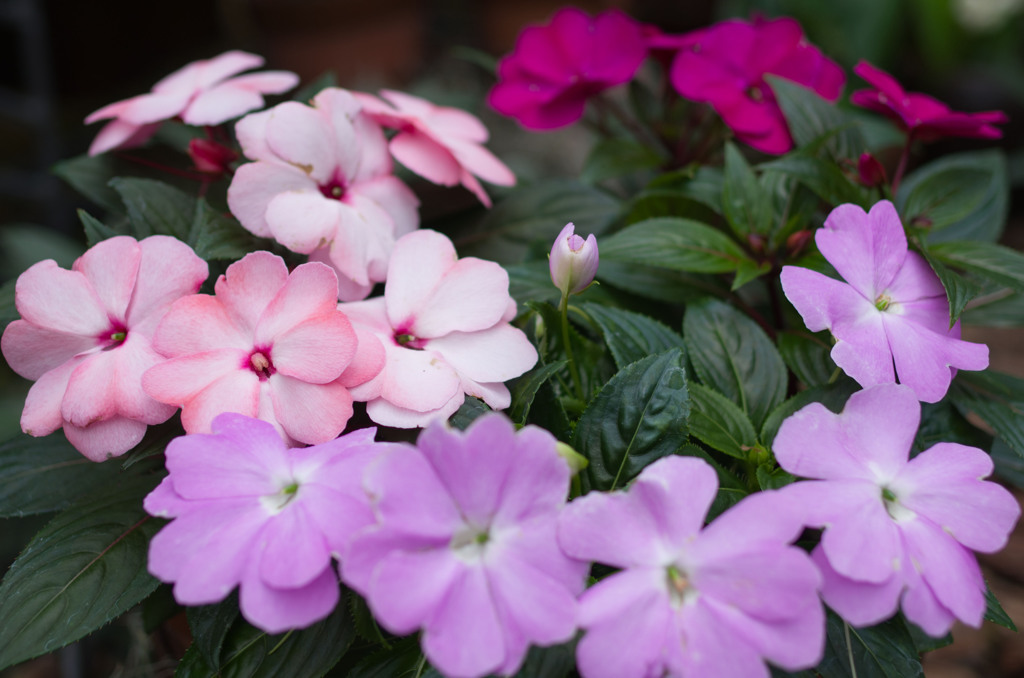 温室のお花