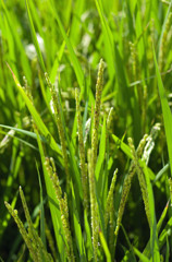 水稲の近況(9/9)