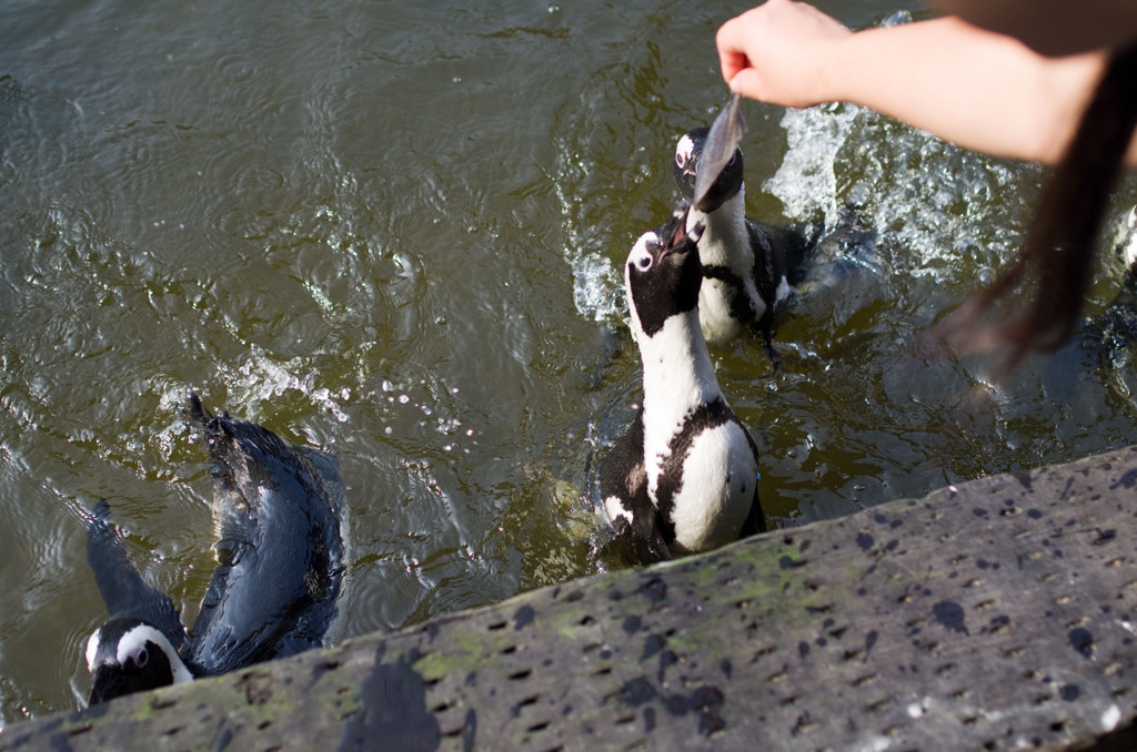 ペンギンのごはん