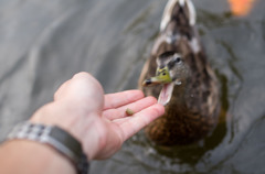 ごはんみつけた！