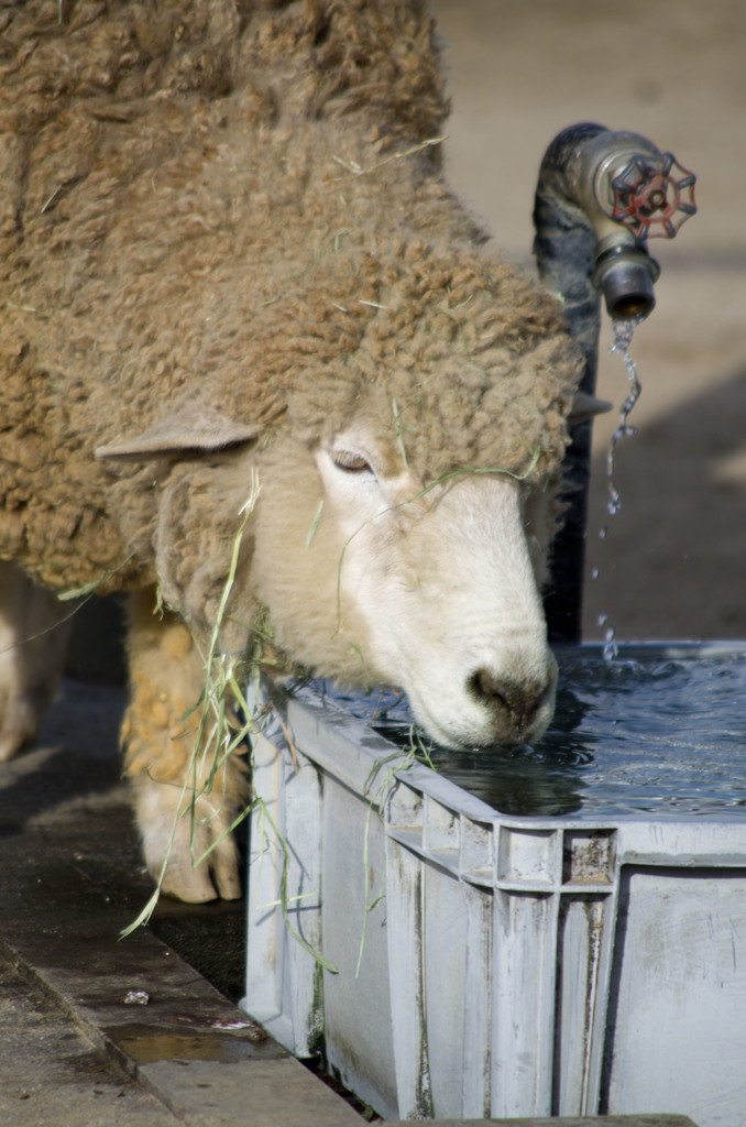 水飲み場