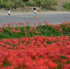 彼岸花咲くいつもの帰り道♪