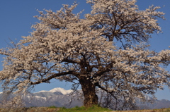 青島桜