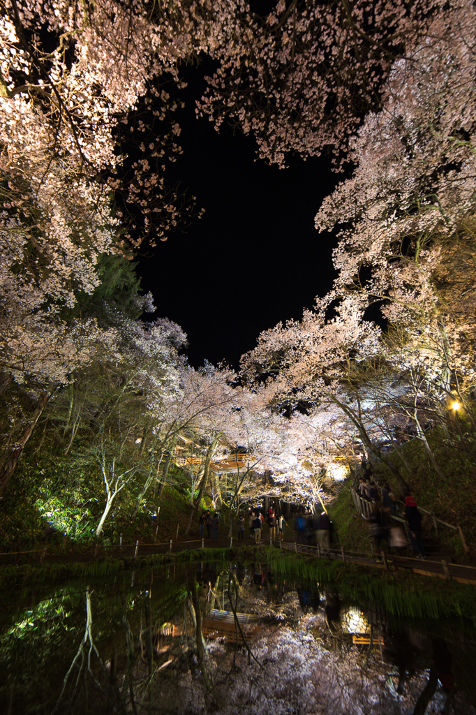 高遠の夜桜