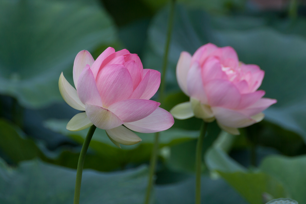 法華経寺の蓮 その3