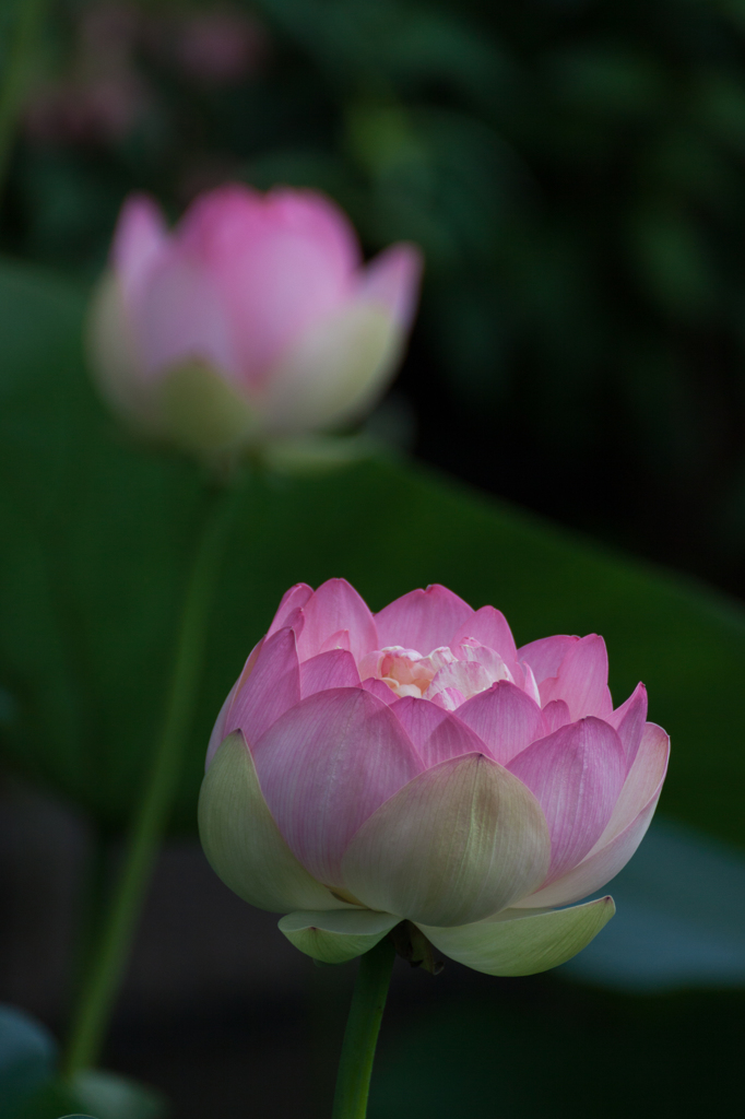 法華経寺の蓮 その1