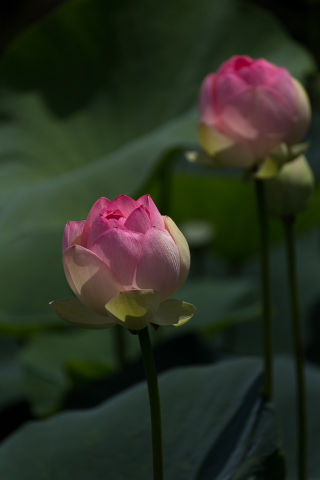 中山法華経寺の蓮 その5