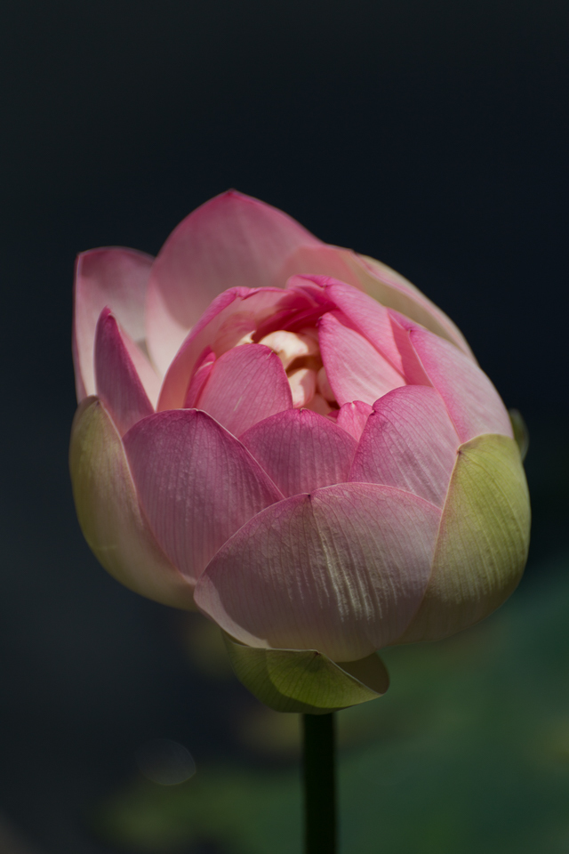 中山法華経寺の蓮 その3