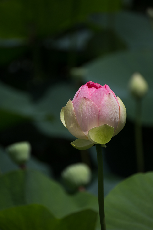 中山法華経寺の蓮 その1