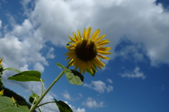 雲とひまわり