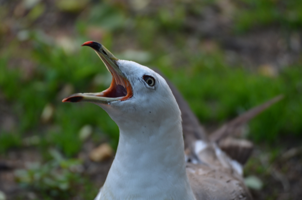 ウミネコ