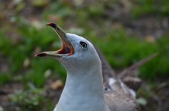 ウミネコ