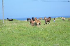 寒立馬4